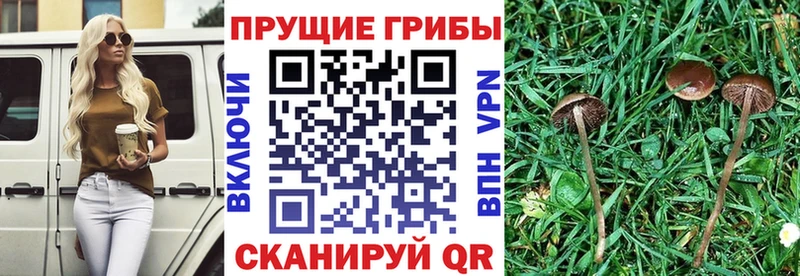 Псилоцибиновые грибы MAGIC MUSHROOMS Елабуга